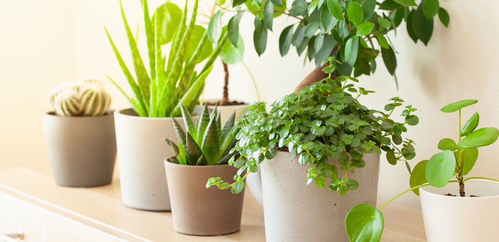 観葉植物が枯れるのは悪いこと？ スピリチュアルな意味と人生の幸運を呼び込む方法