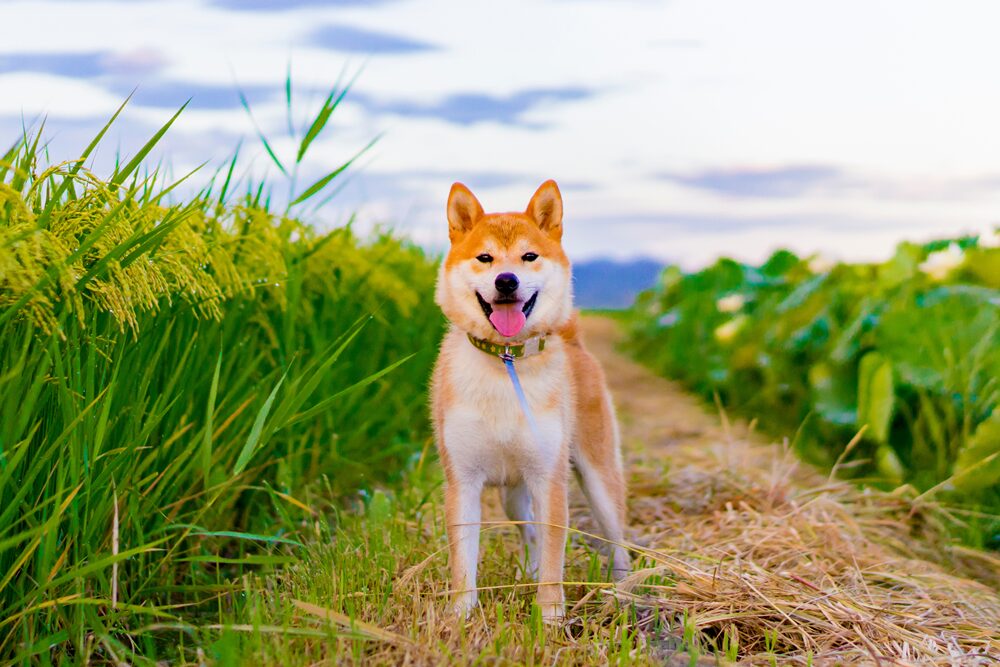 柴犬の画像1