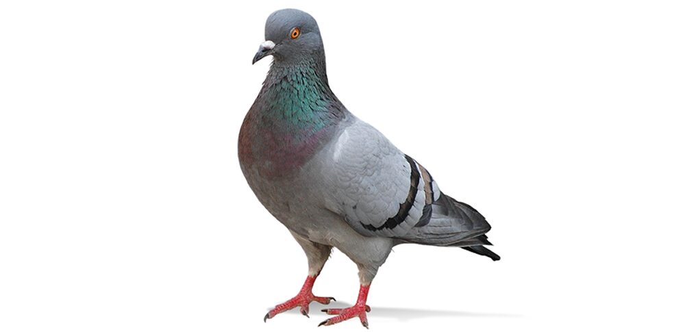 鳩のスピリチュアルな意味|状況・場所・人物・色別の意味を徹底解説