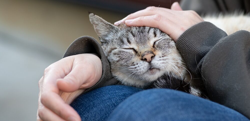 猫が膝に乗ってくるスピリチュアルな意味は?癒しとエネルギーの交流