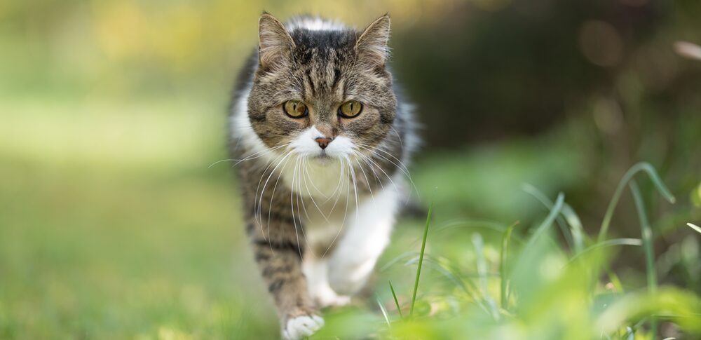 猫が来る家のスピリチュアルな意味｜状況・場所・人物・色別の意味を徹底解説