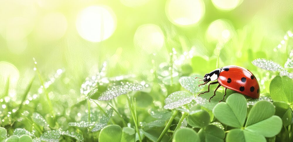 縁起の良い虫のスピリチュアルの意味｜状況・場所・人物・色別の意味を徹底解説