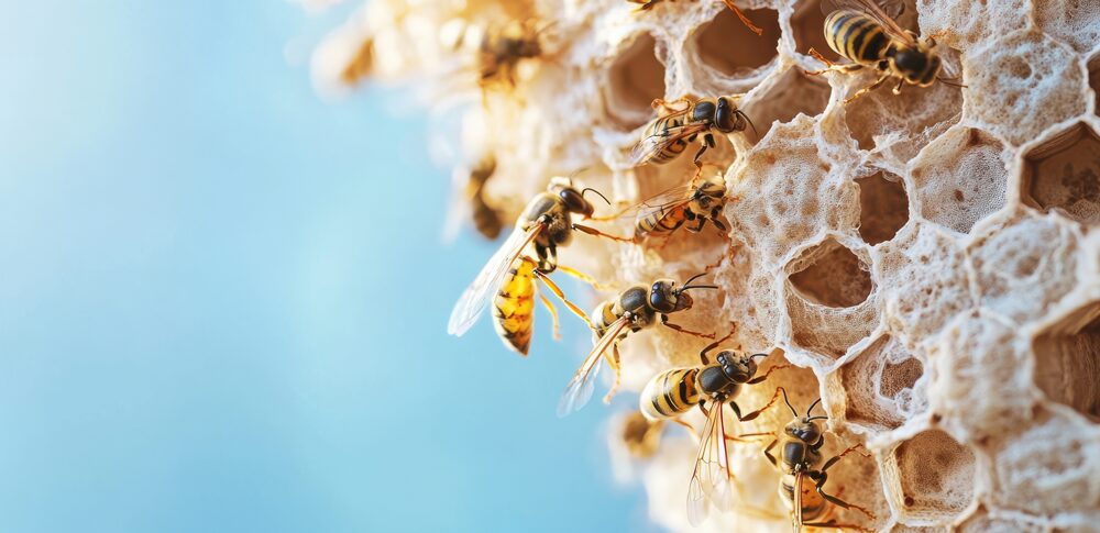 蜂の巣のスピリチュアルな意味とは？調和と繁栄、生命の循環