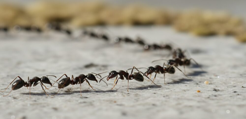 蟻のスピリチュアル的な意味は？｜状況・場所・種類・行動で読み解く25選