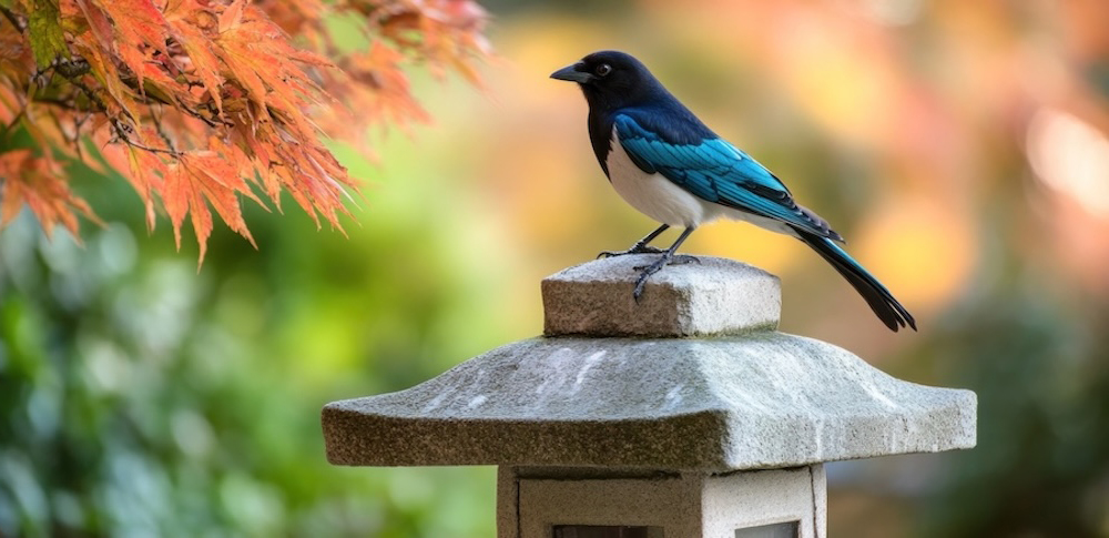 オナガ（尾長鳥）は縁起がいい？スピリチュアルな意味と幸運のサイン