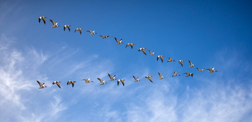 渡り鳥が示すスピリチュアルな意味｜人生の転機を告げるメッセージ