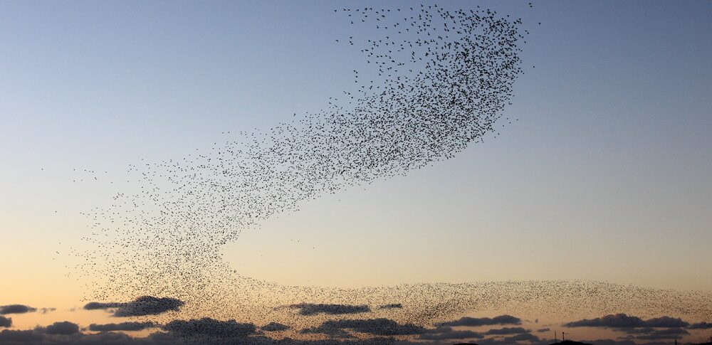 鳥の群れのスピリチュアルな意味｜運気の変化とメッセージを読み解く