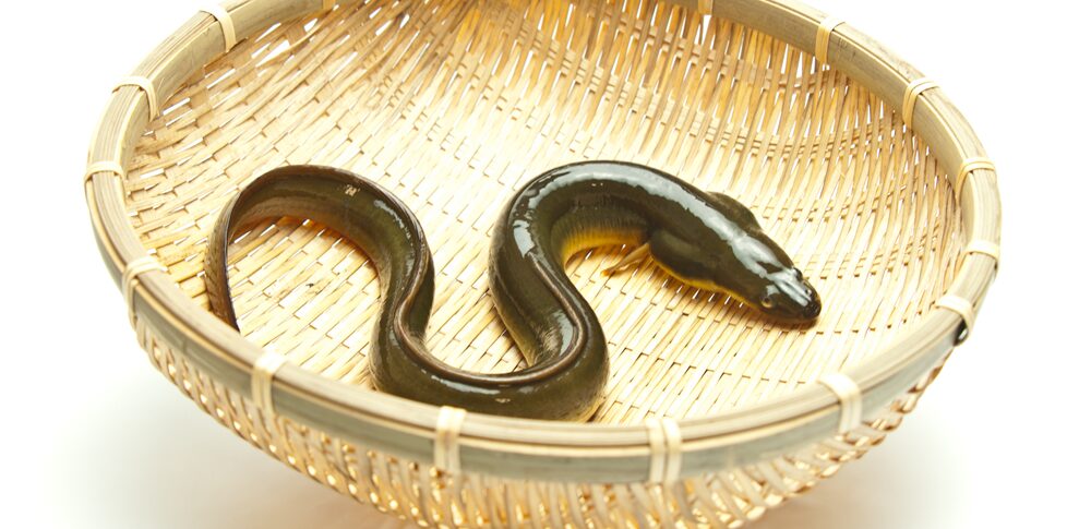 【夢占い】うなぎの夢の意味 ~柔軟な成長と忍耐力が示す内面のサイン