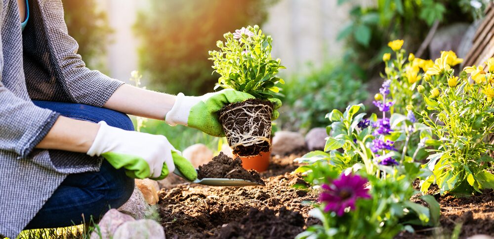【ガーデニングで開運】植物が運を育てる理由|スピリチュアルで見る緑の力と心の波動