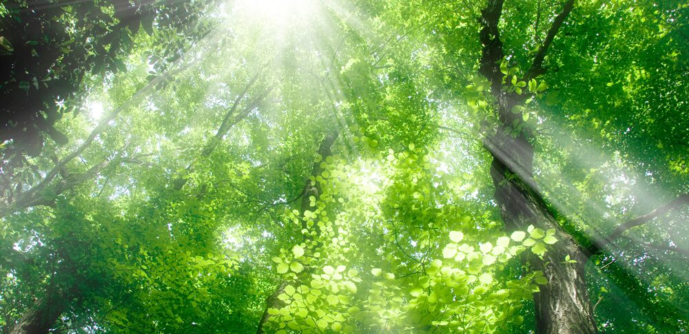 癒しのエネルギーが強い人の特徴と、その能力を最大限に活かす5つの方法