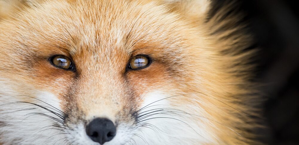 【動物顔診断】キツネ顔の特徴とは?知性と妖艶さが交差する!クールで魅惑的なキツネ顔の魅力