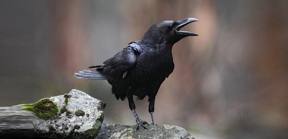 カラスが異常に鳴くスピリチュアルな意味|天空からの重要なメッセージ?