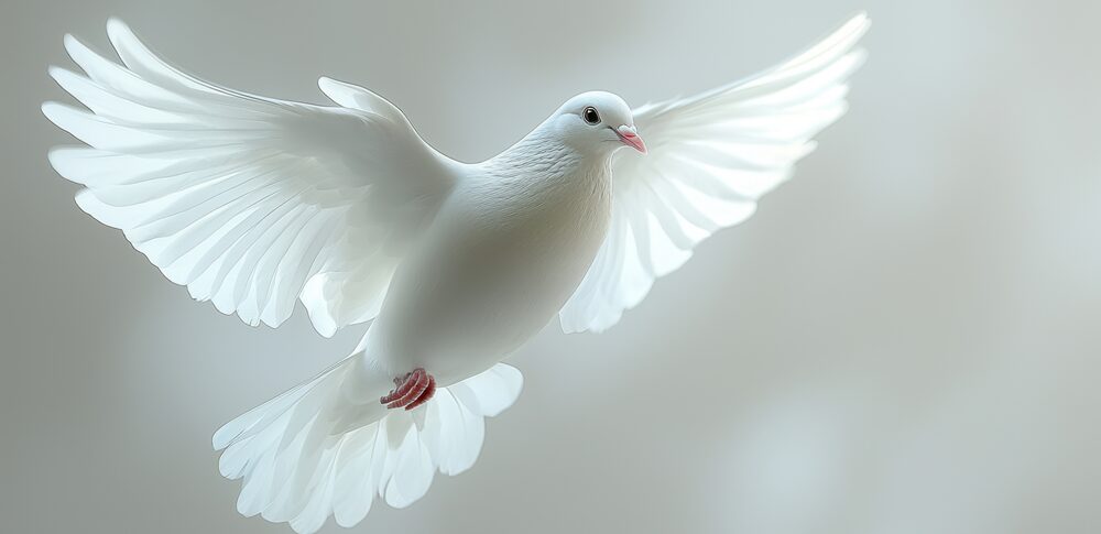 白い鳥のスピリチュアルの意味｜状況・場所・人物・色別の意味を徹底解説