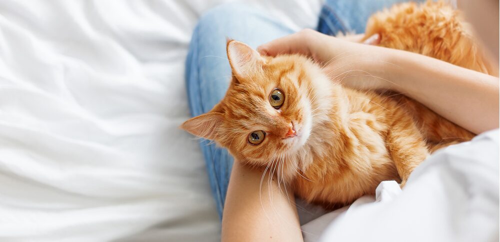 飼い主とペットの“魂の相性”を見る!あなたの運命を輝かせるスピリチュアル的関係性とは?