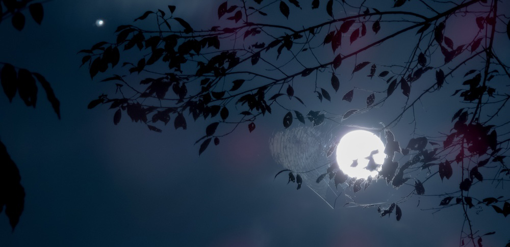 【8月】スタージョンムーン（Sturgeon Moon）のスピリチュアルな意味とは？ 繁栄と自己成長を促す満月