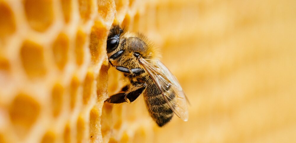 【夢占い】蜂の夢｜意味・メッセージなど48選を解説