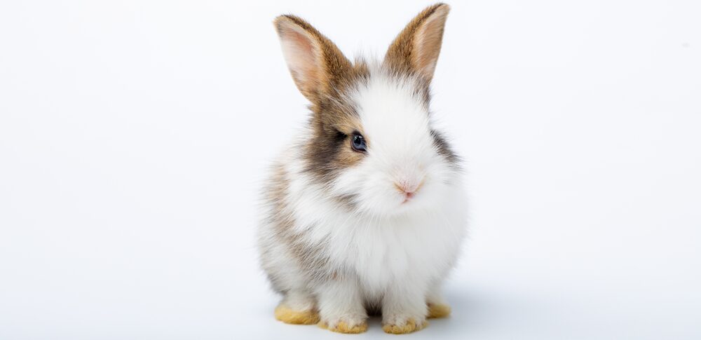 【夢占い】うさぎの夢｜意味・メッセージなど75選を解説