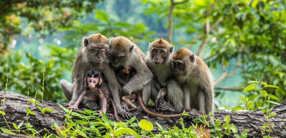 【夢占い】猿の夢|意味・メッセージなど37選を徹底解説