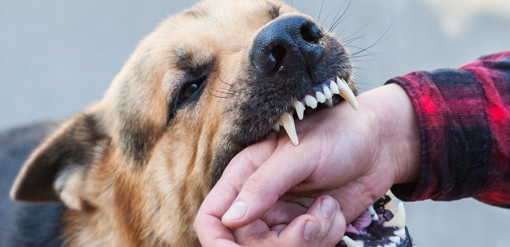 【夢占い】犬に噛まれる夢｜意味・メッセージなど50選を解説