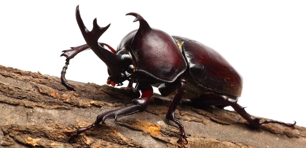 【夢占い】カブトムシの夢｜意味・メッセージなど37選を徹底解説