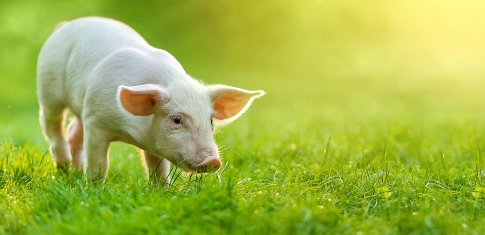 【夢占い】豚の夢｜意味・メッセージ24選を解説