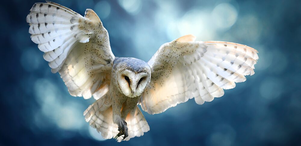 【夢占い】ふくろうの夢｜意味・メッセージなど4４選を解説