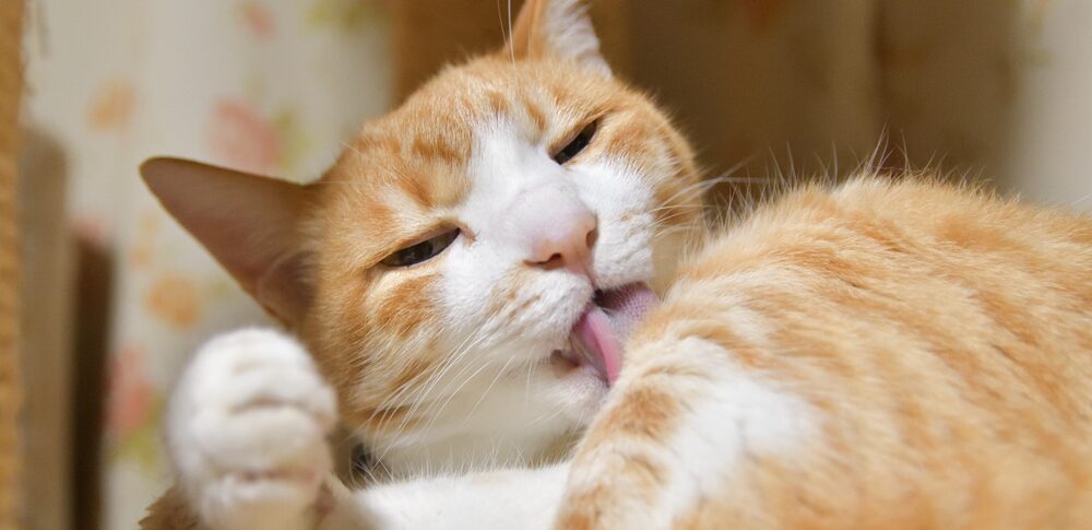 【夢占い】茶トラの猫の夢｜意味・メッセージなど22選を解説