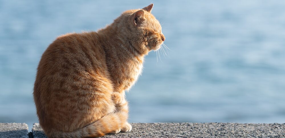 【夢占い】野良猫の夢｜意味・メッセージなど25選を解説