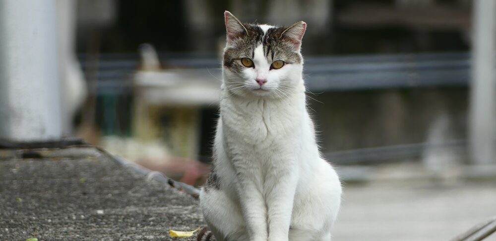 【夢占い】猫の死体の夢｜意味・メッセージなど26選を解説