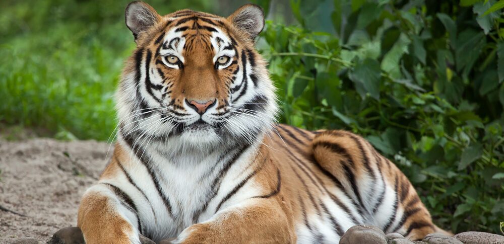 【夢占い】虎の夢｜意味・メッセージなど63選を解説