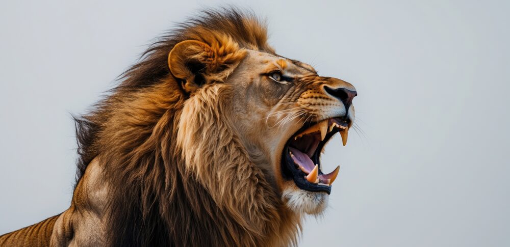 【夢占い】ライオンの夢｜意味・メッセージなど63選を解説