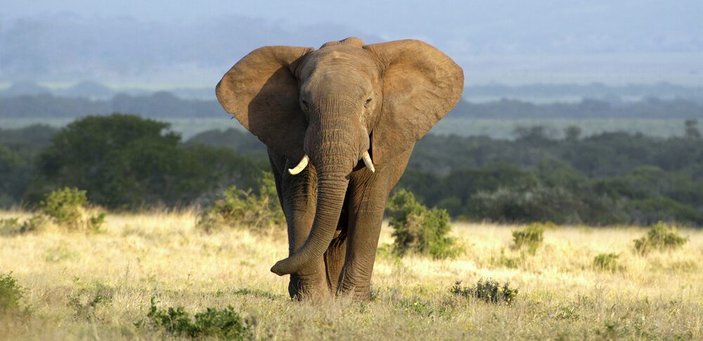 【夢占い】象の夢｜意味・メッセージなど63選を解説