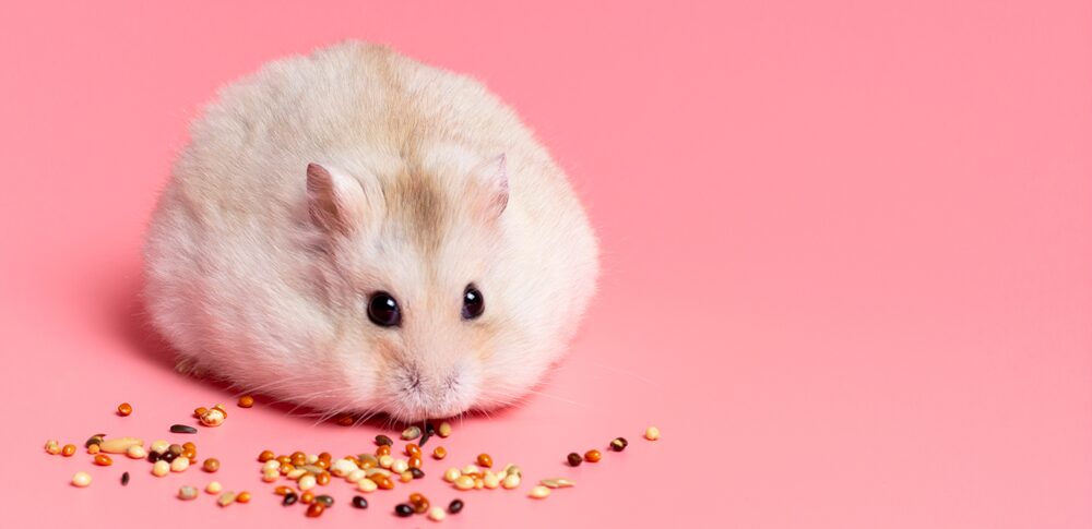 【夢占い】ハムスターの夢｜意味・メッセージなど63選を解説