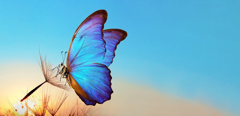 【夢占い】蝶の夢｜意味・メッセージなど23選を解説