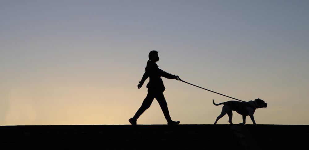 【夢占い】犬の散歩の夢｜意味・メッセージなど25選を解説