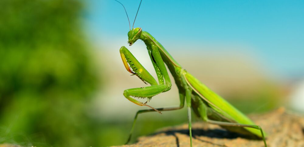 【夢占い】カマキリの夢｜意味・メッセージなど18選を解説