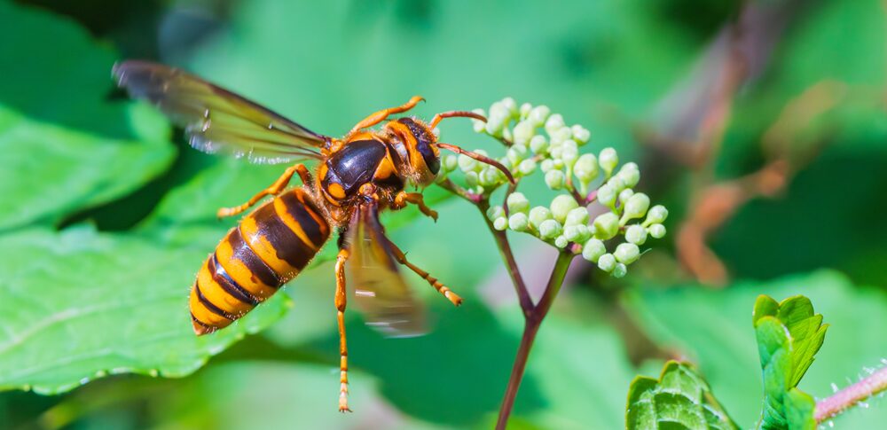 【夢占い】スズメバチの夢｜意味・メッセージなど19選を解説