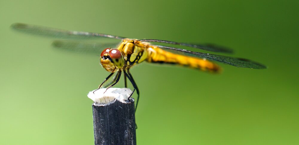 【夢占い】トンボの夢｜意味・メッセージなど28選を解説