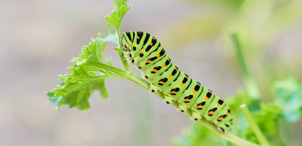 【夢占い】幼虫の夢｜意味・メッセージなど28選を解説