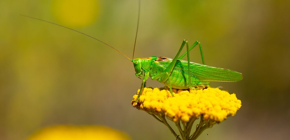 【夢占い】バッタの夢｜意味・メッセージなど18選を解説