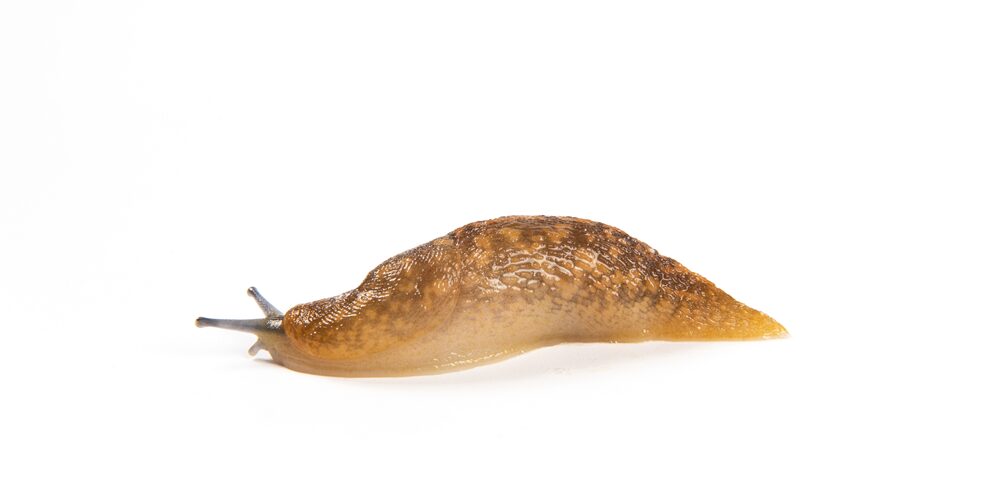 【夢占い】ナメクジの夢｜意味・メッセージなど17選を解説