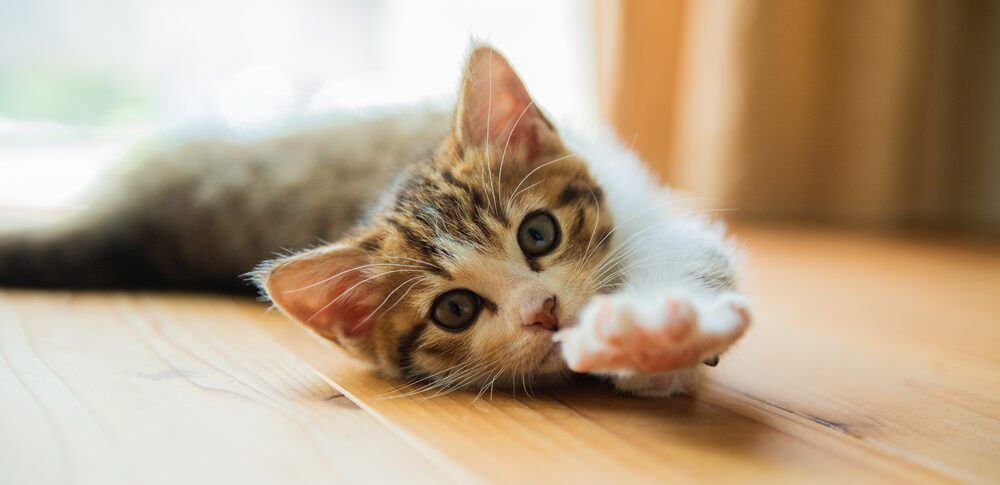 【夢占い】子猫の夢｜意味・メッセージなど32選を解説