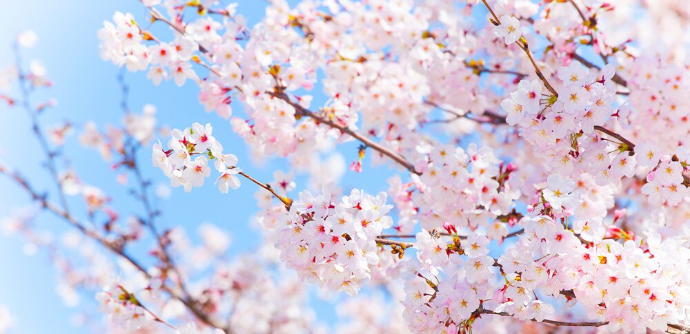 【夢占い】桜の夢｜意味・メッセージなど25選を解説