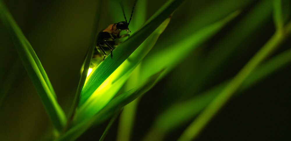 【夢占い】蛍の夢｜意味・メッセージなど32選を解説