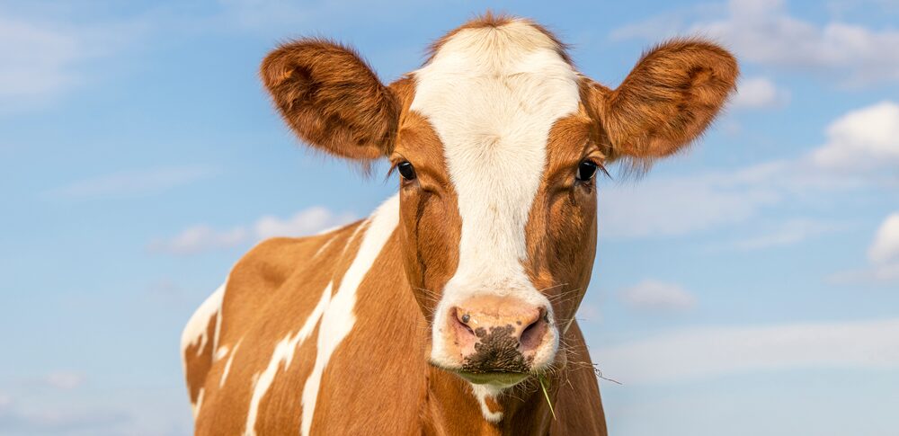 【夢占い】牛の夢｜意味・メッセージなど27選を解説