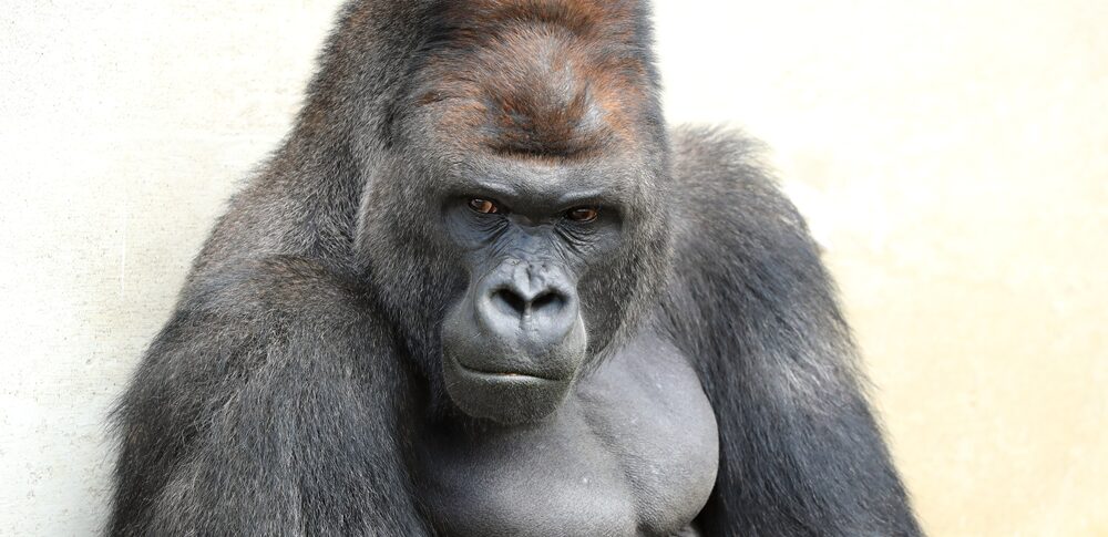 【夢占い】ゴリラの夢｜意味・メッセージなど19選を解説