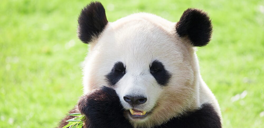 【夢占い】パンダの夢｜意味・メッセージなど19選を解説