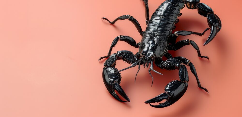 【夢占い】サソリの夢｜意味・メッセージなど20選を解説