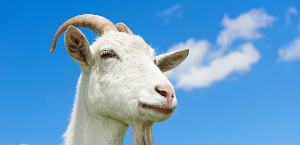 【夢占い】ヤギの夢｜意味・メッセージなど20選を解説