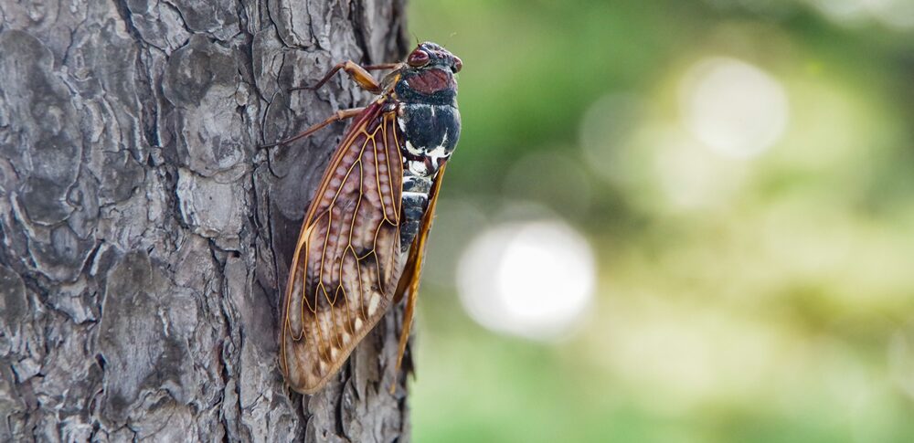 【夢占い】セミの夢｜再生・転機のメッセージ20選を解説
